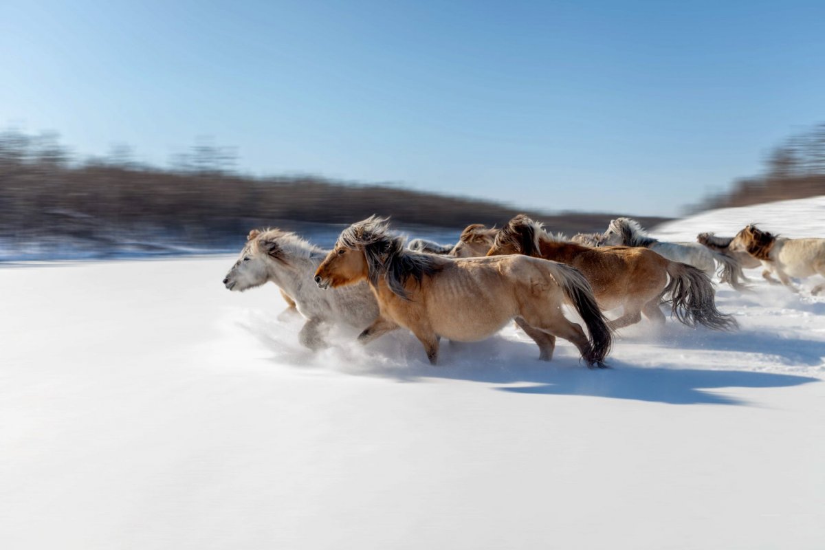 Лошадь на севере