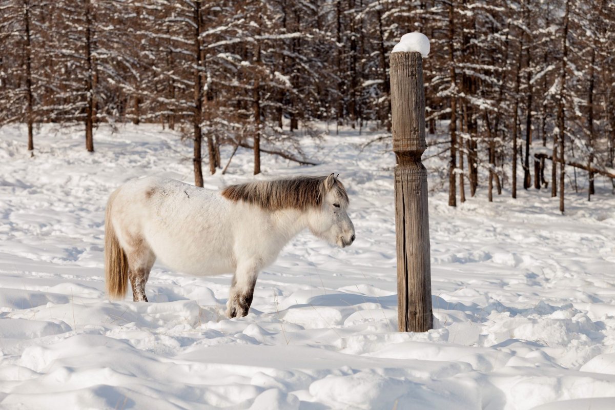 Дикие лошади Якутии
