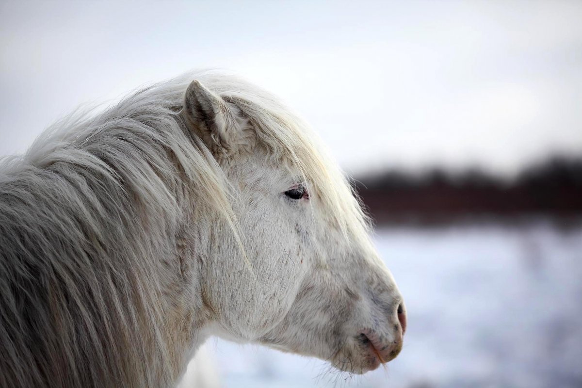Якутская верховая лошадь