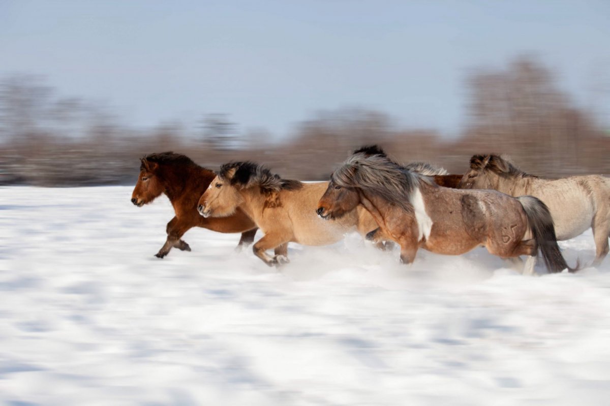 Буланая Якутская лошадь