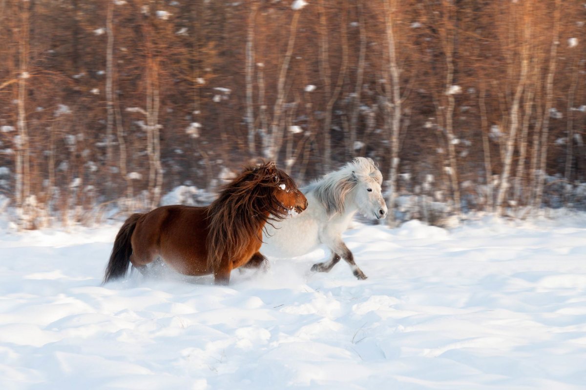 Дикие кони в Сибири