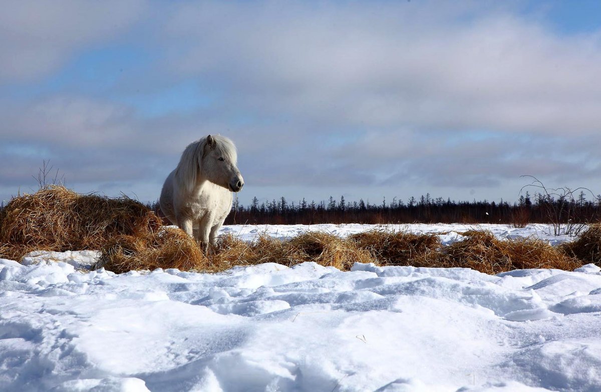 Якутская порода лошадей