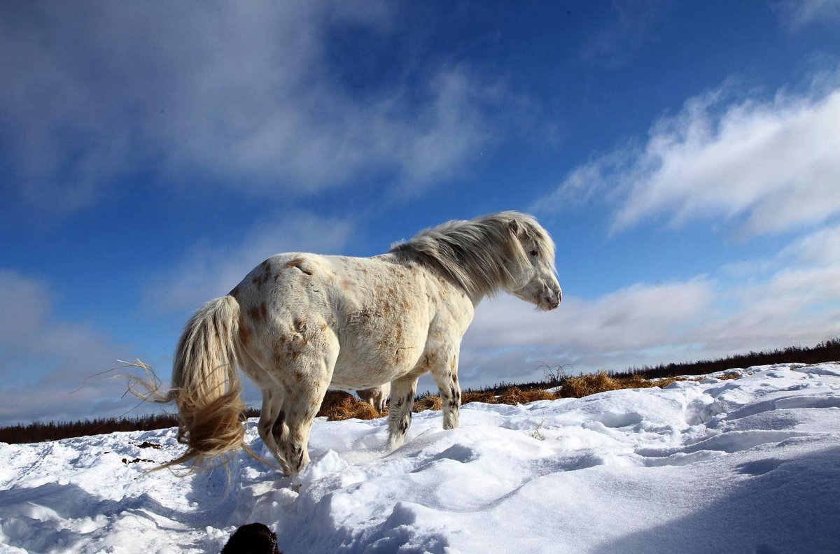 Якутская лошадь