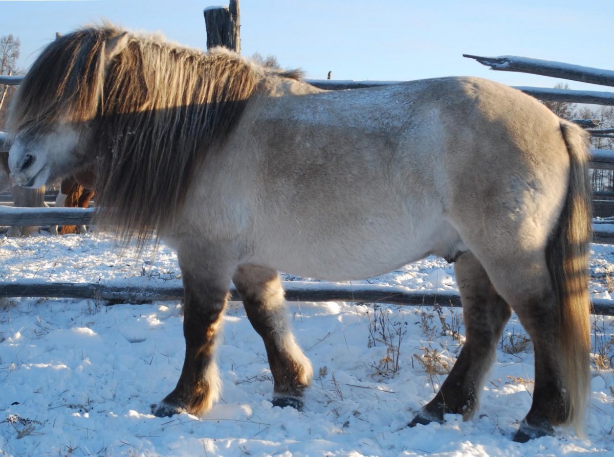 Мороз якутские лошади