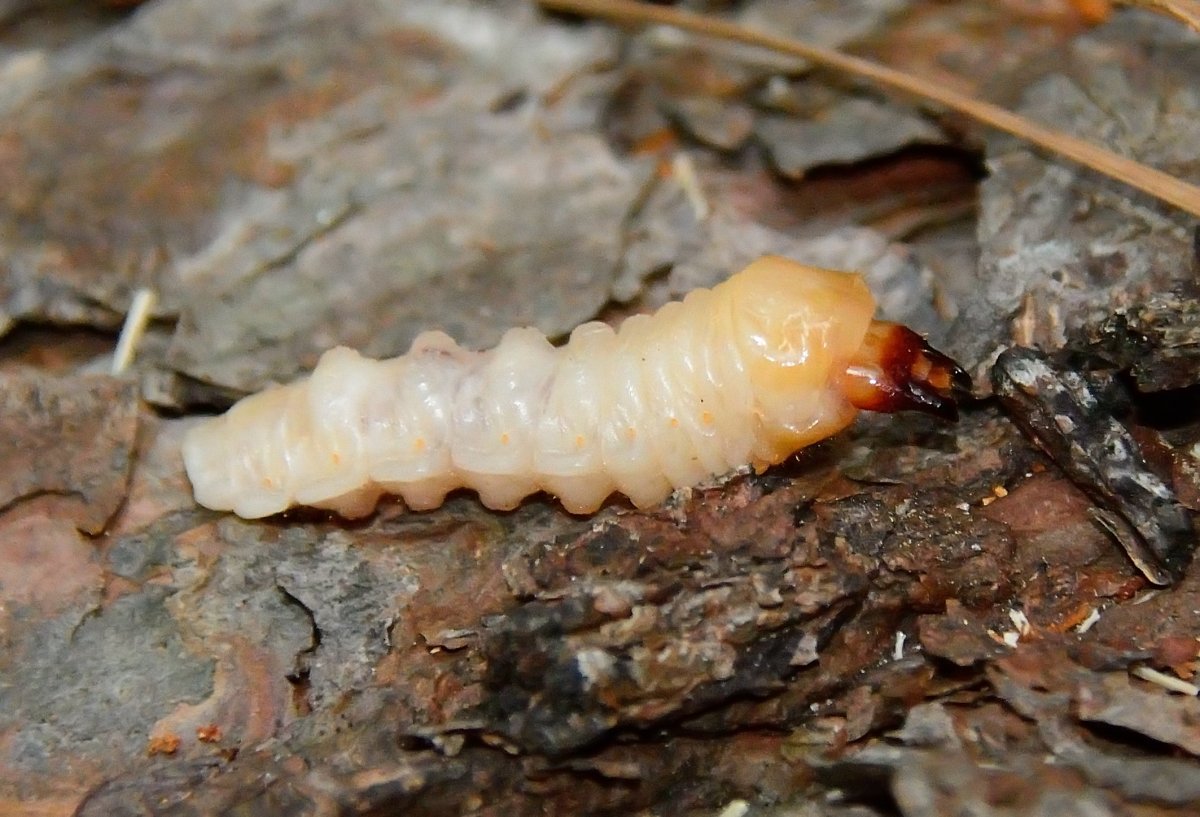 Личинка жука древоточца