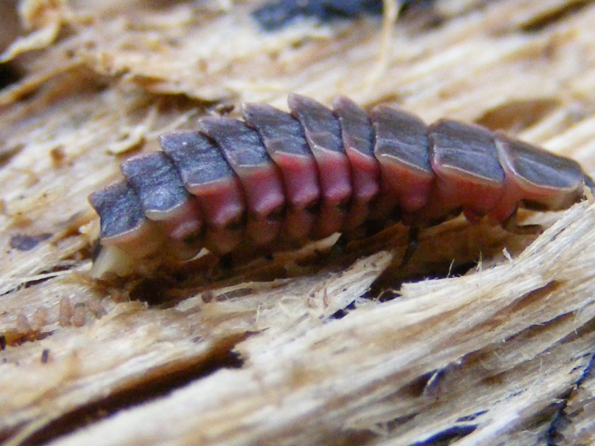 Черный Сосновый усач личинка