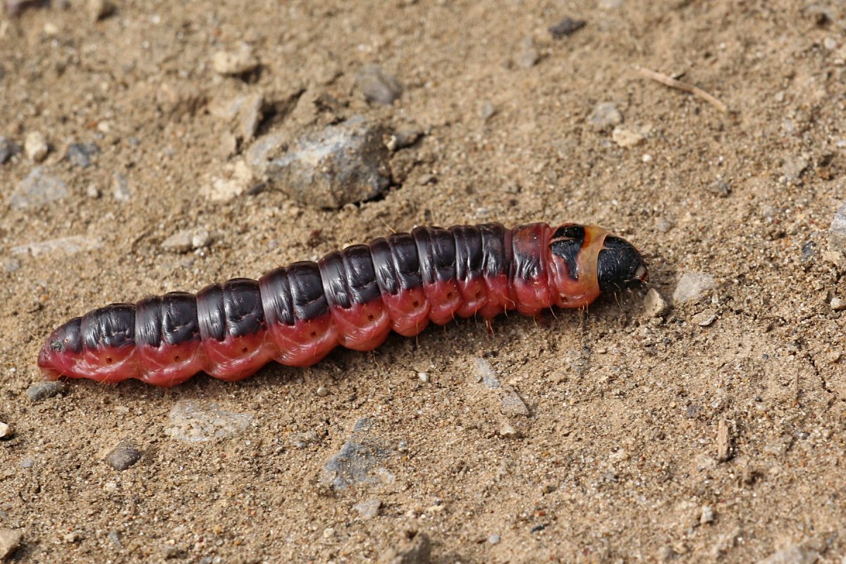 Cossus cossus гусеница