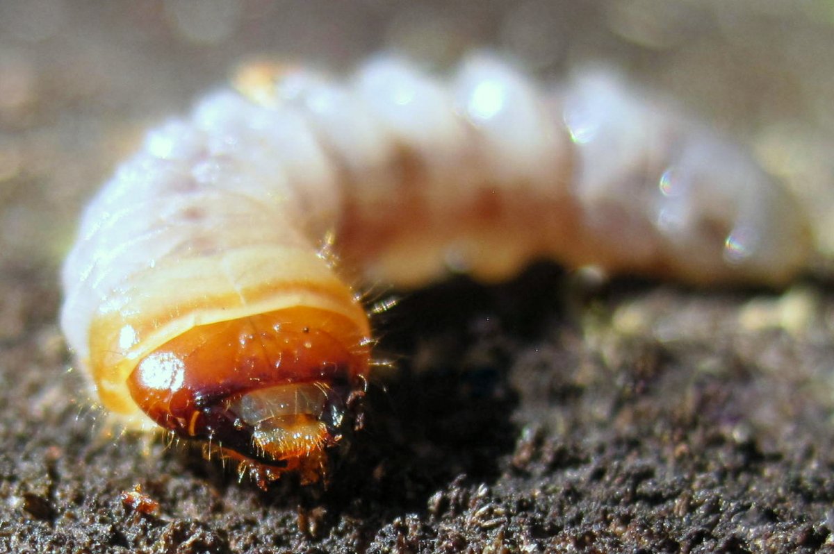 Жук короед личинка гусеница