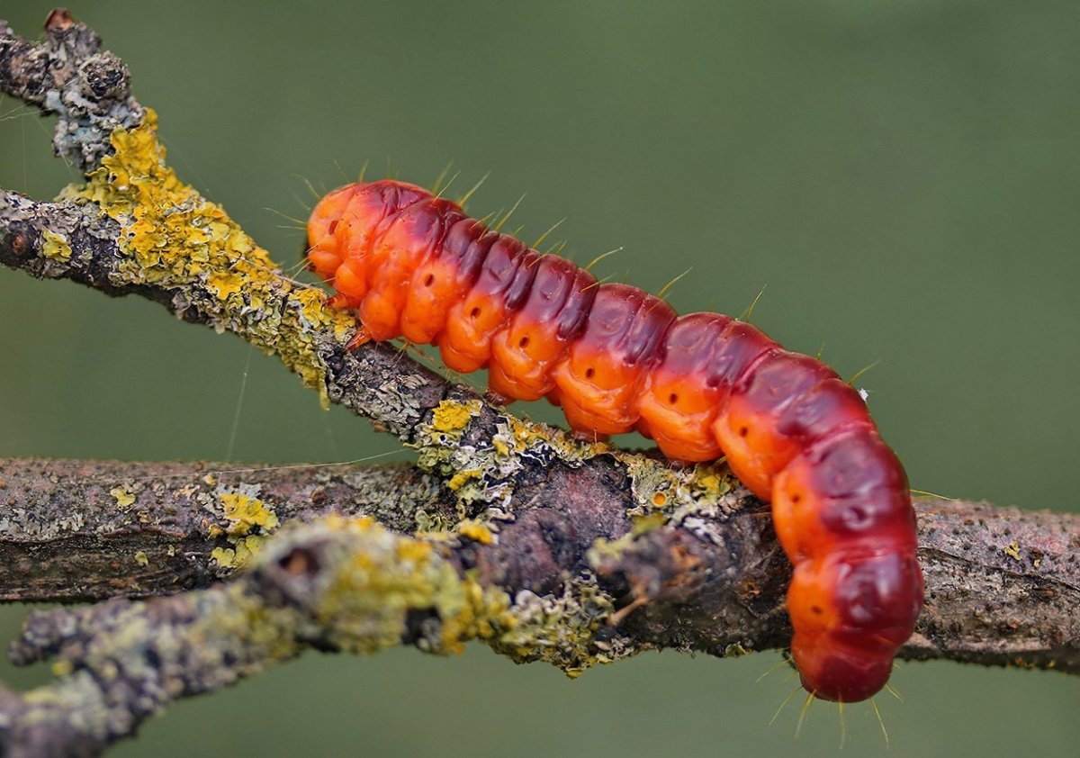 Гусеница жука короеда