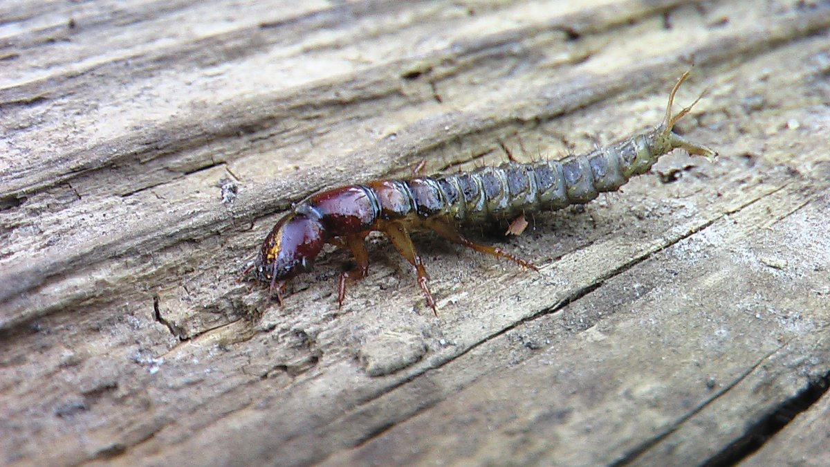 Короед личинка иглоносик