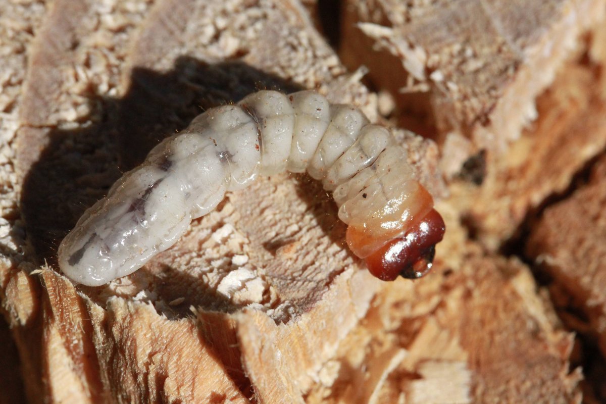 Гигантская гусеница