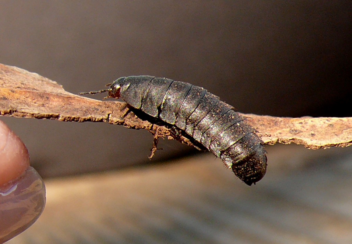 Личинка жука короед еда