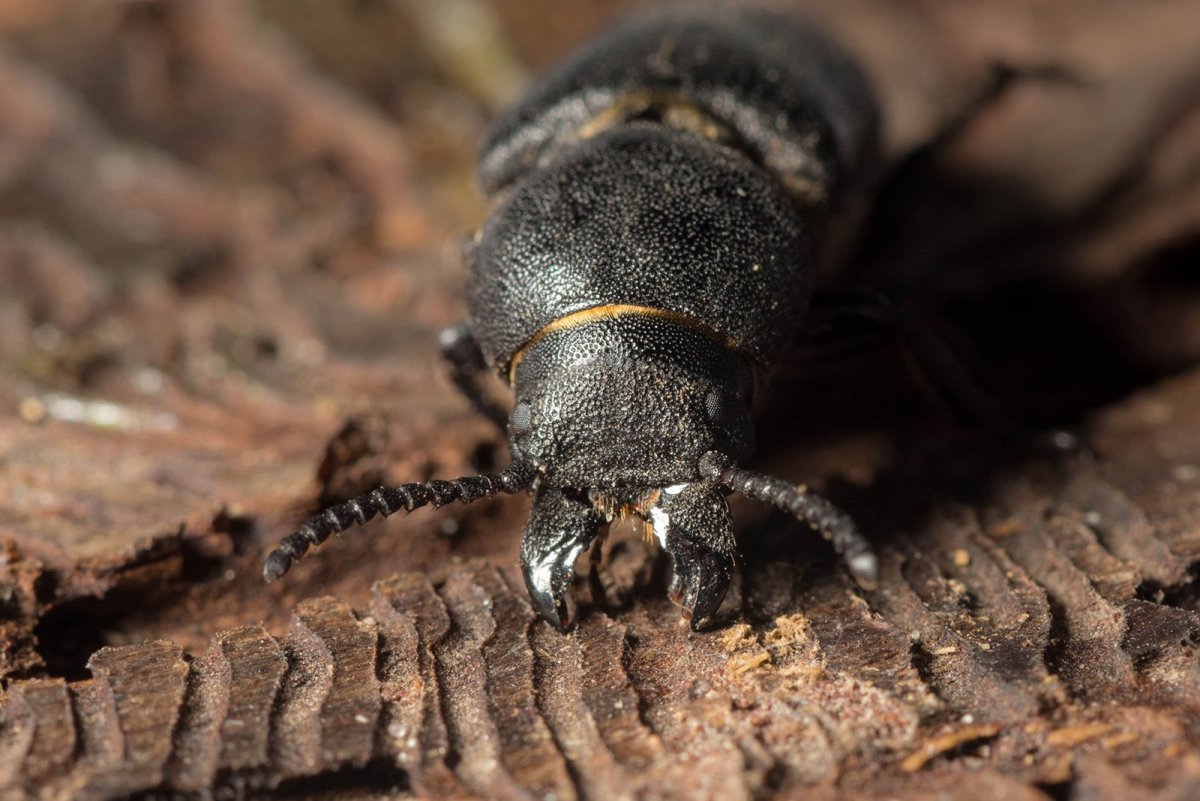 Зеленая гусеница древоточец