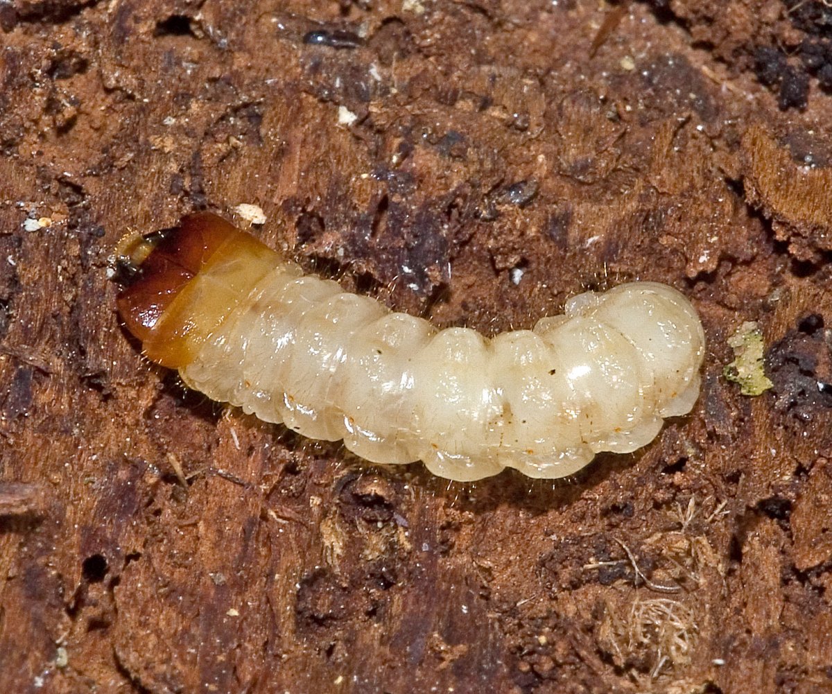 Жук короед личинка гусеница