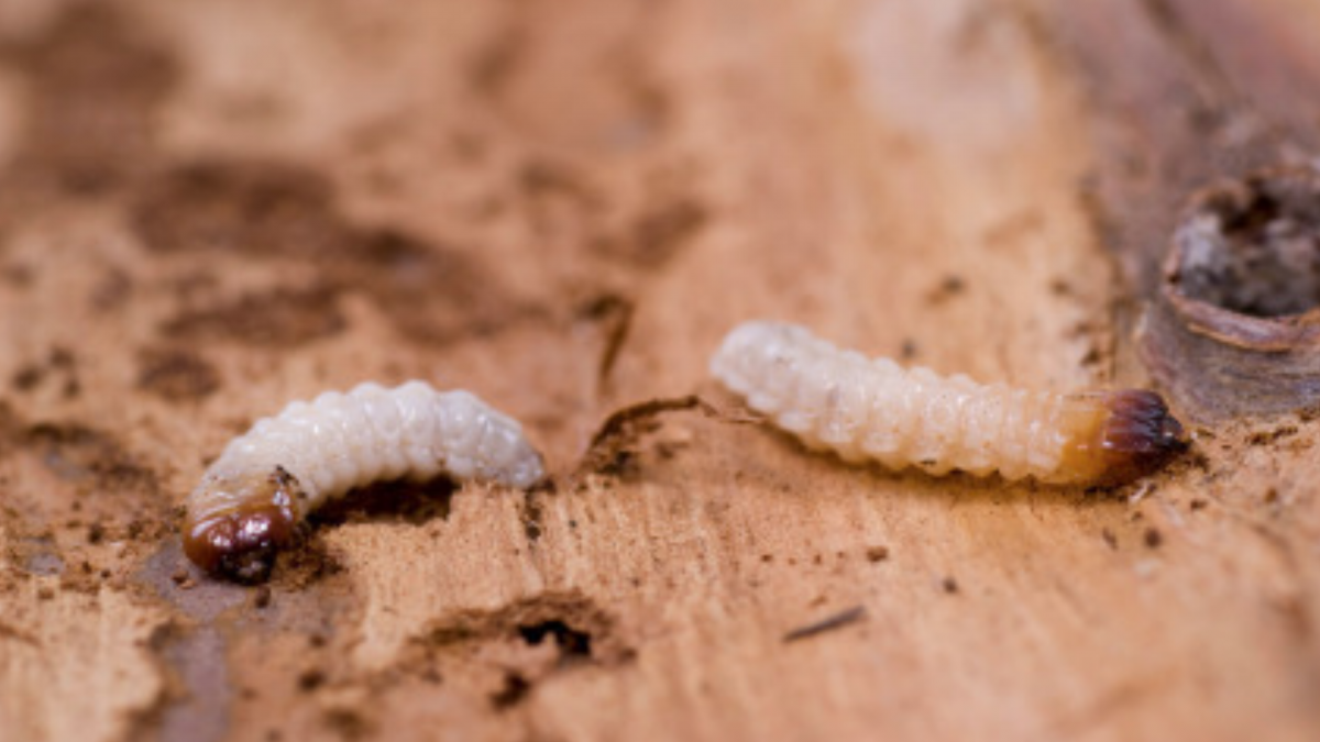 Древесный Жук короед