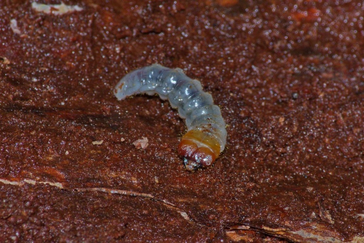 Гусеница жука короеда