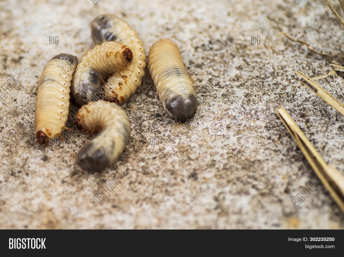 Жук полиграф Сибирский