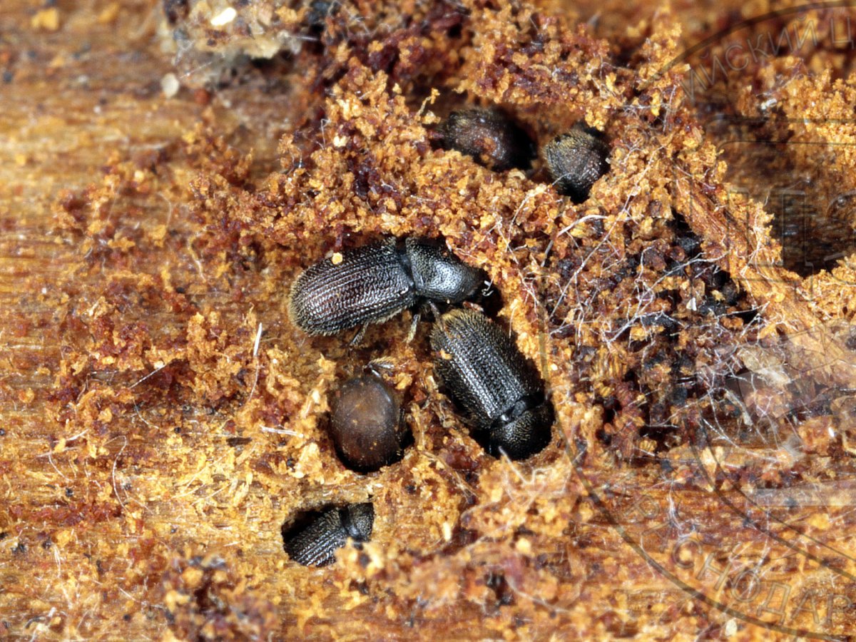 Жук усач на коре дерева