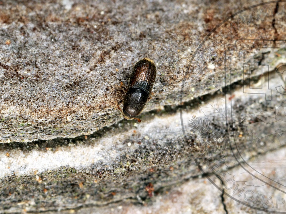 Короед Сибирский личинка