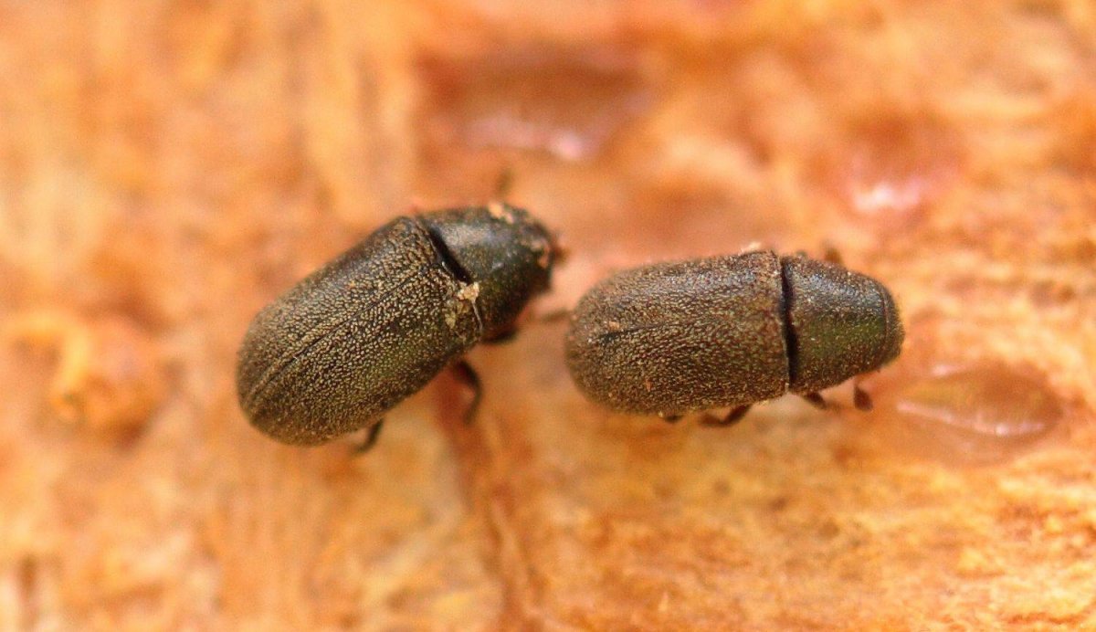 Короед Жук древоточец