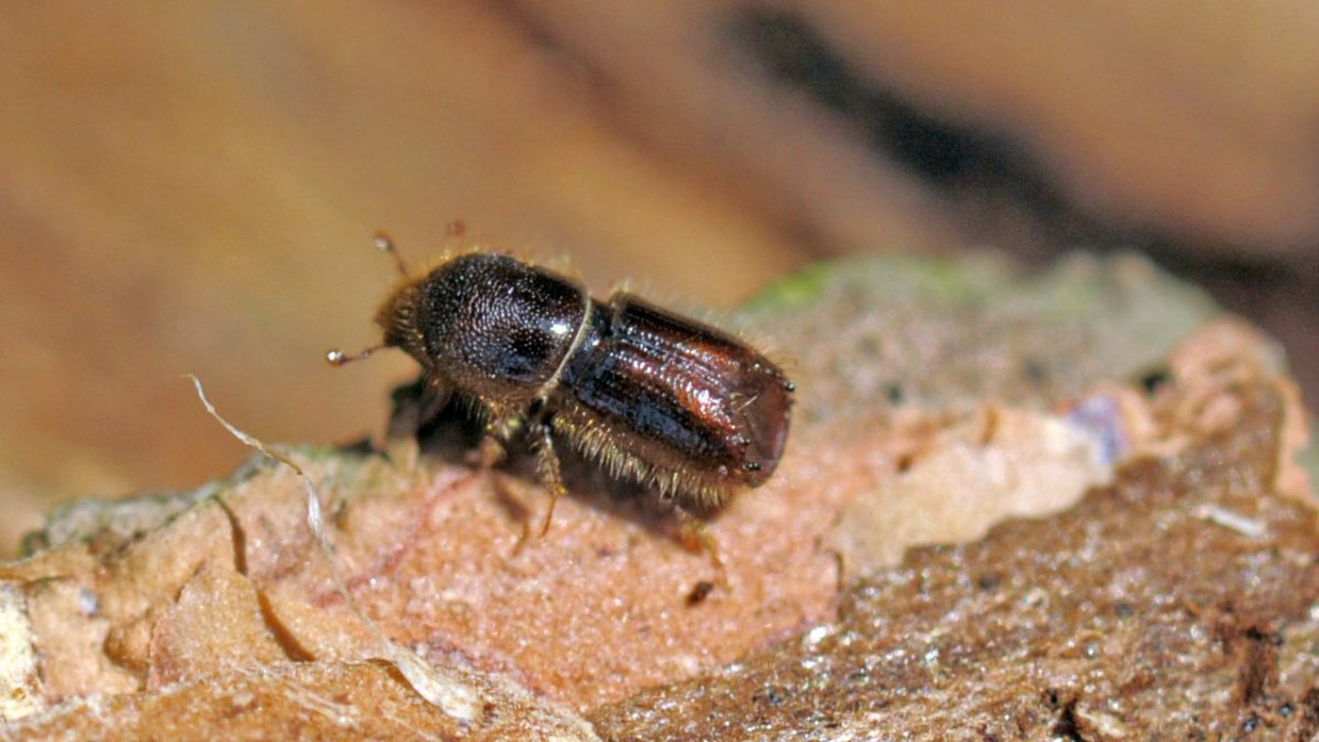 Личинки и куколки синантропных мух в почве