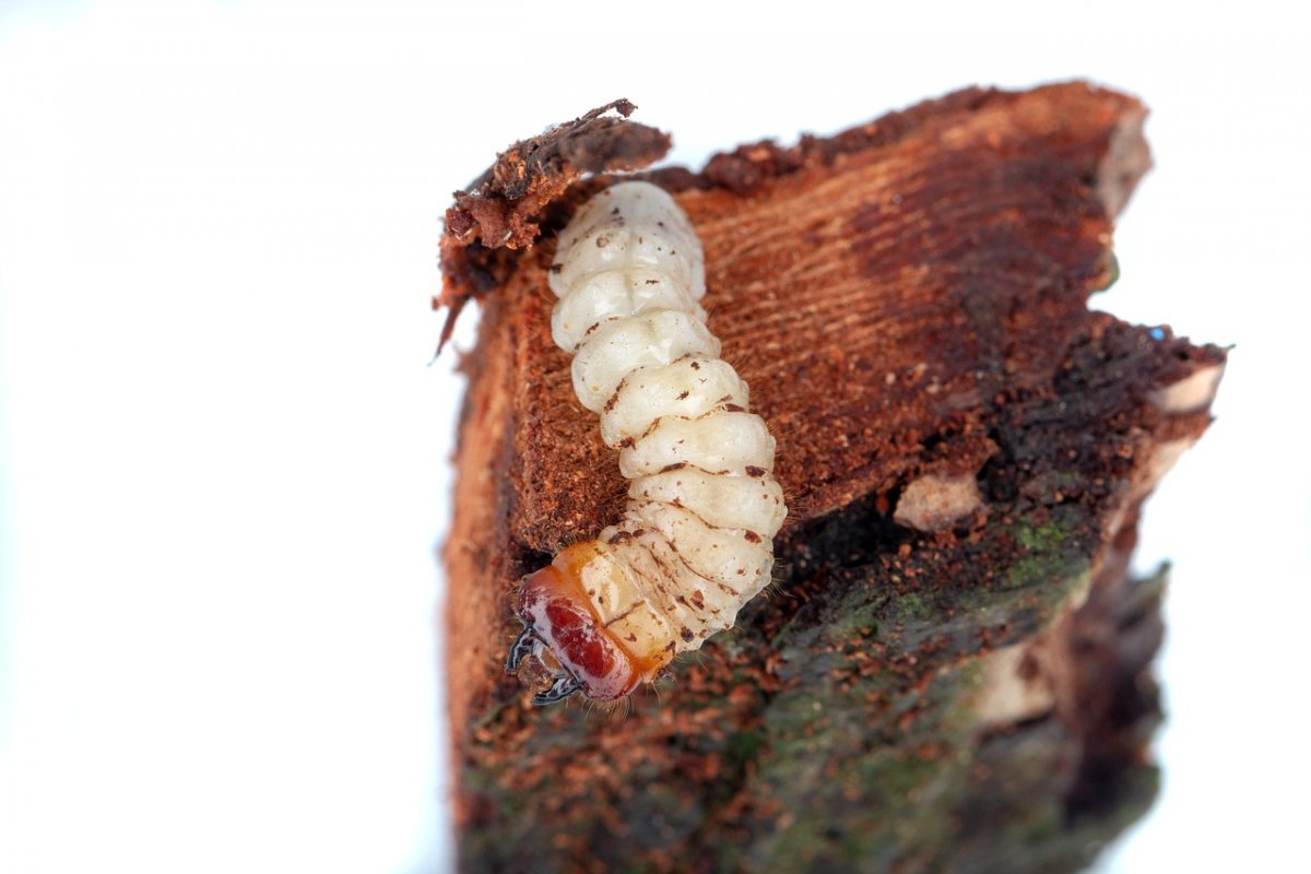 Жук короед типограф