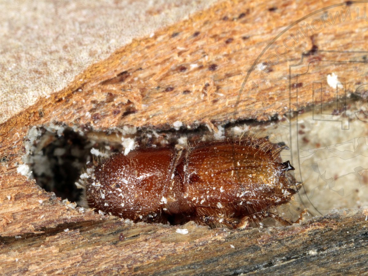 Кокон майского жука