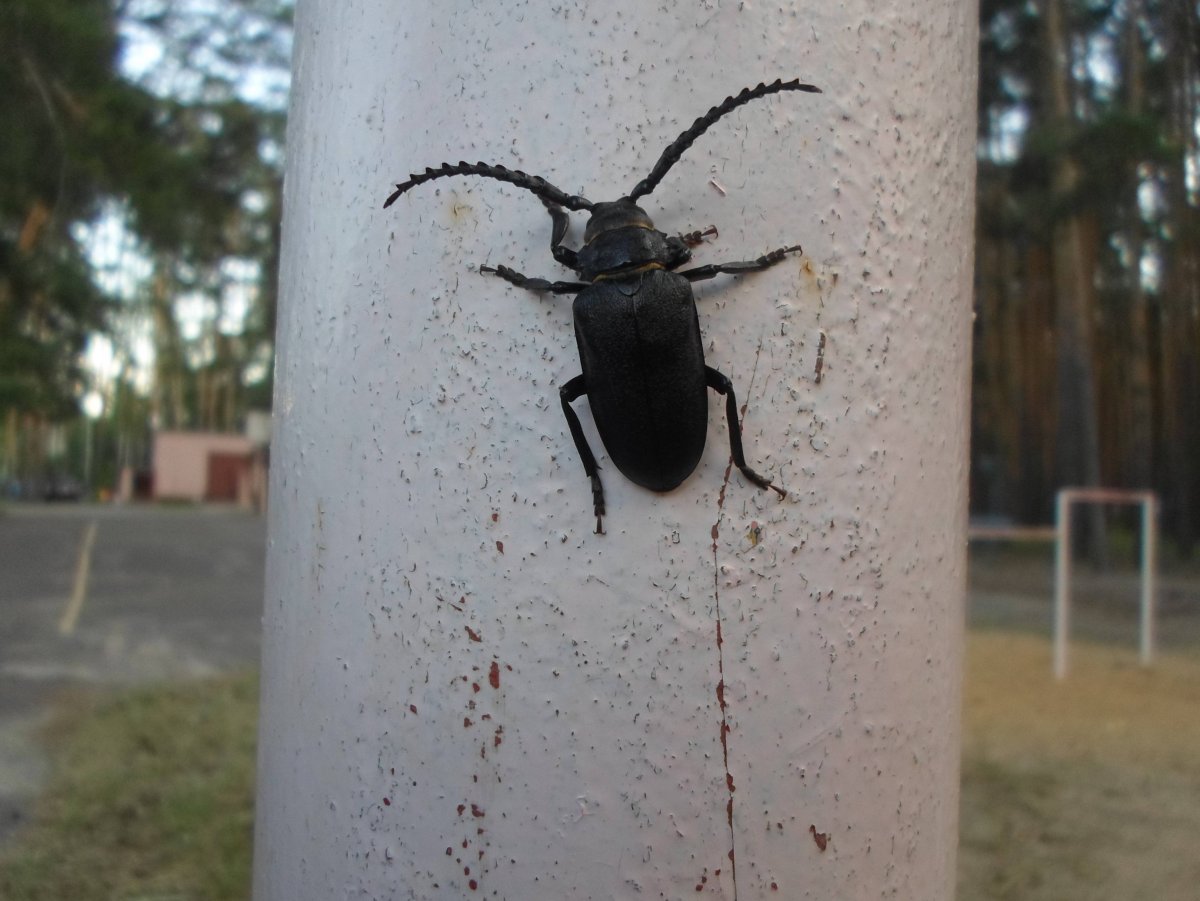 Жук усач личинки куколки