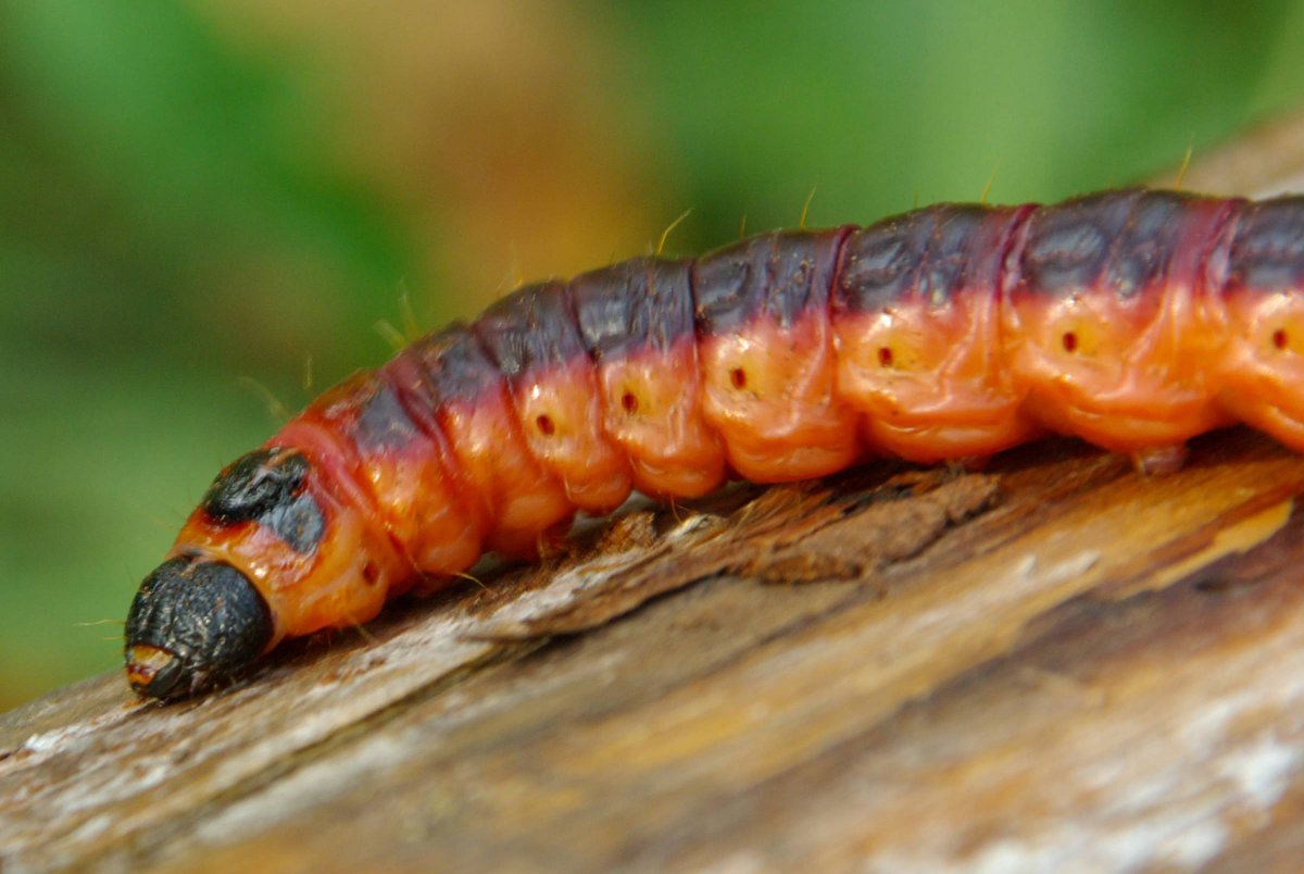 Cossus cossus гусеница