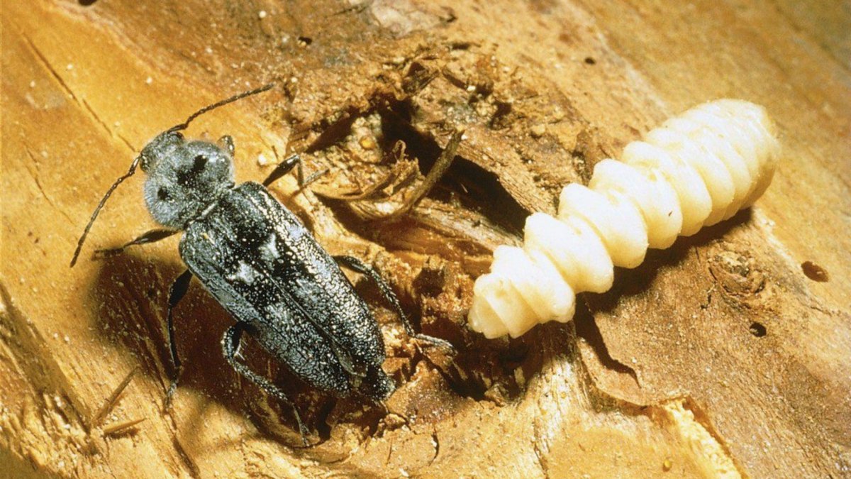 Личинка гусеница елового усача