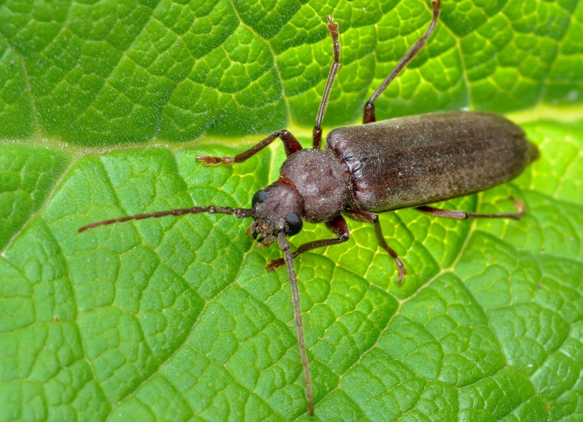 Жук ЛАРВА насекомое
