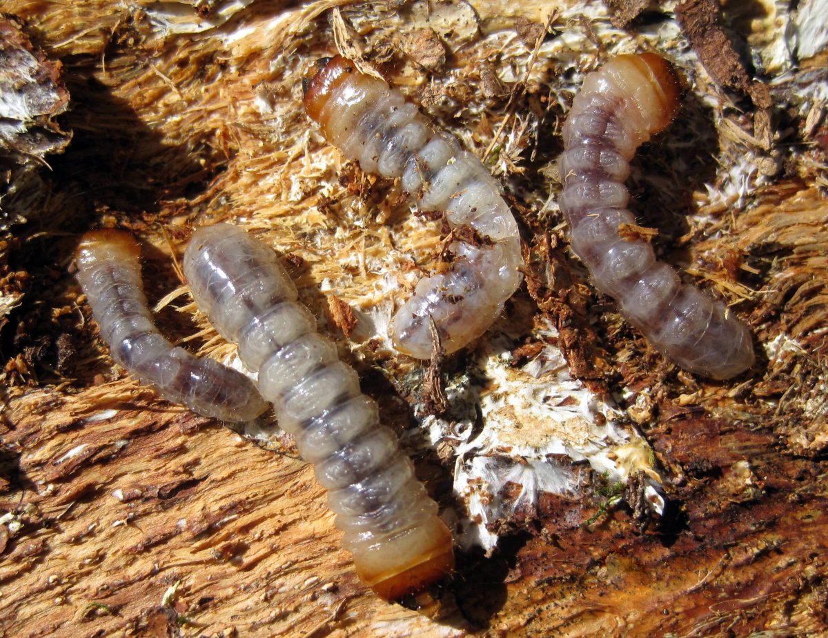 Личинка жука древоточца