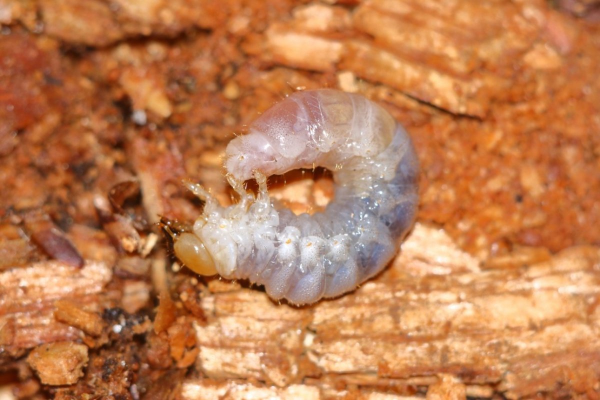 Короед типограф личинка