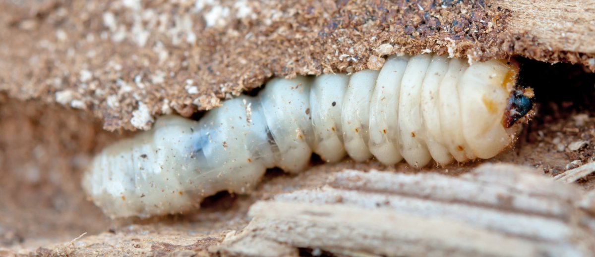 Короед Жук древоточец