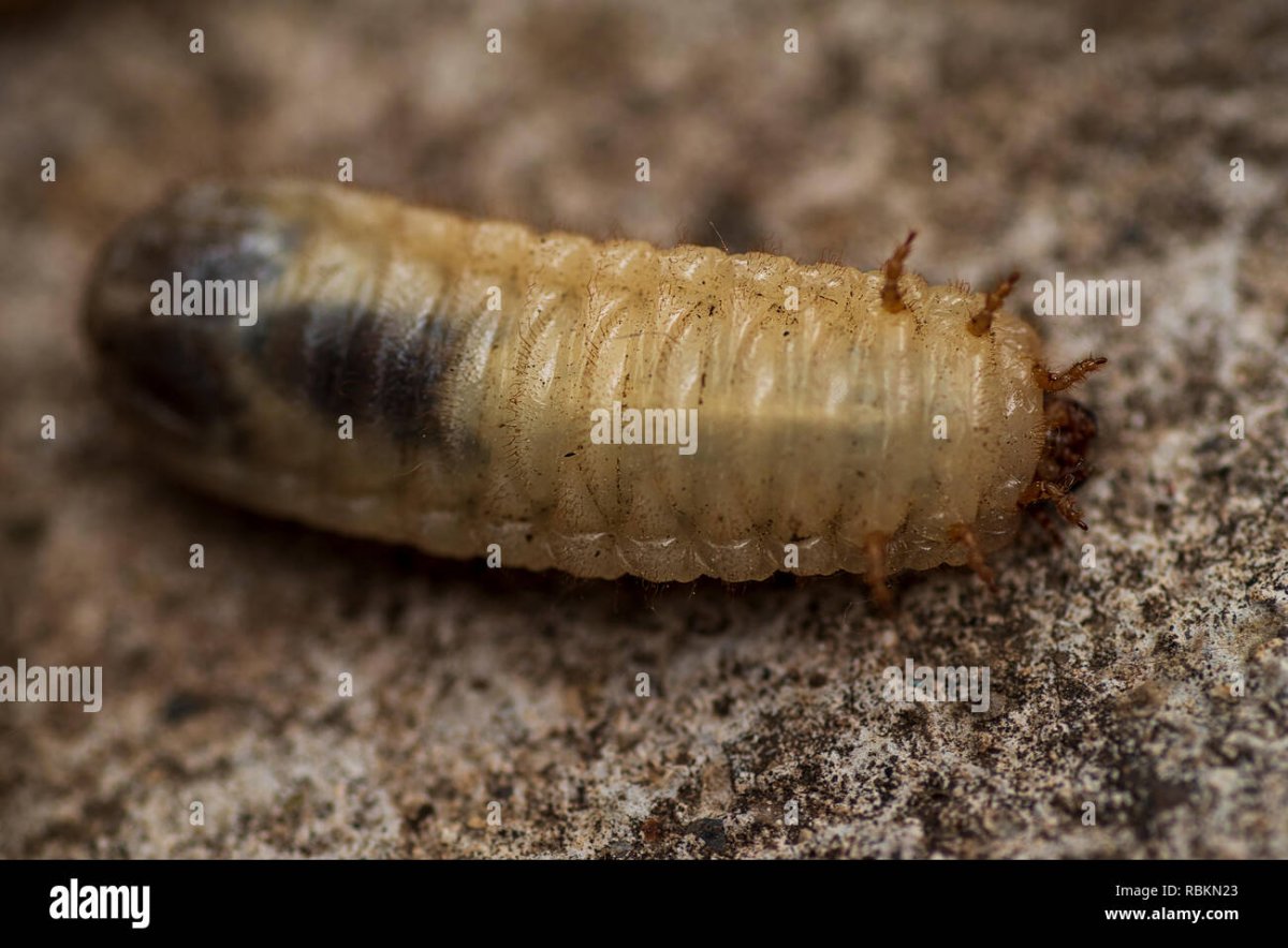 Личинки майских Жуков