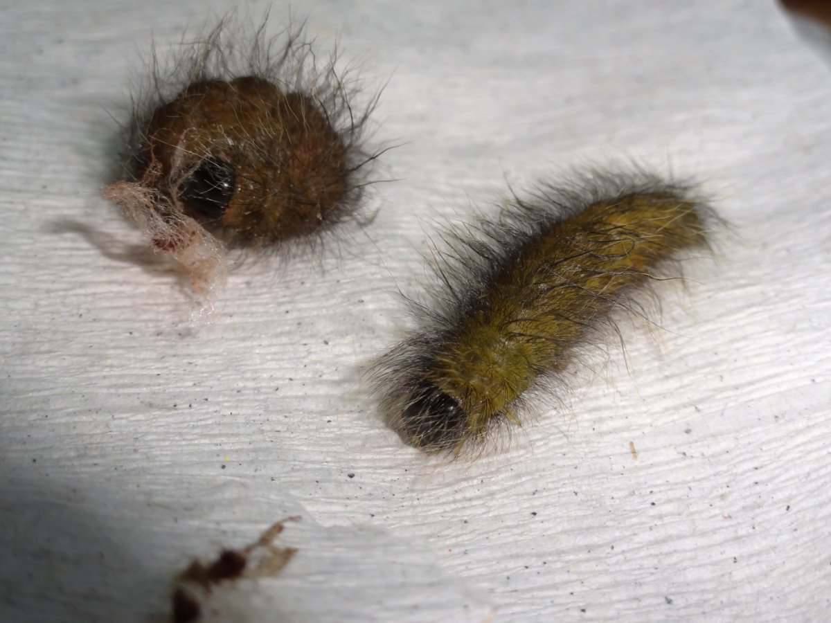 Жук типограф