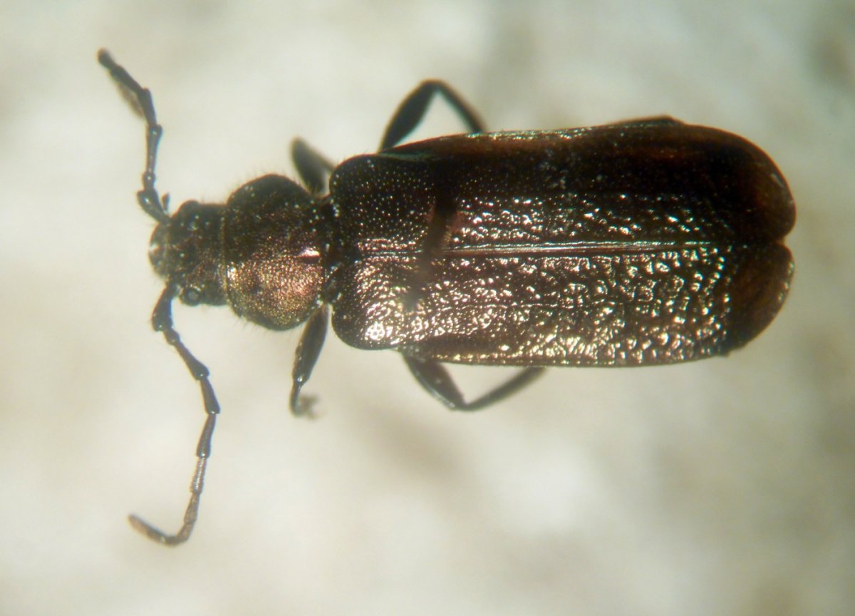 Жук короед Точильщик