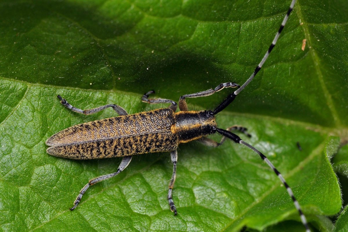 Короед Жук древоточец