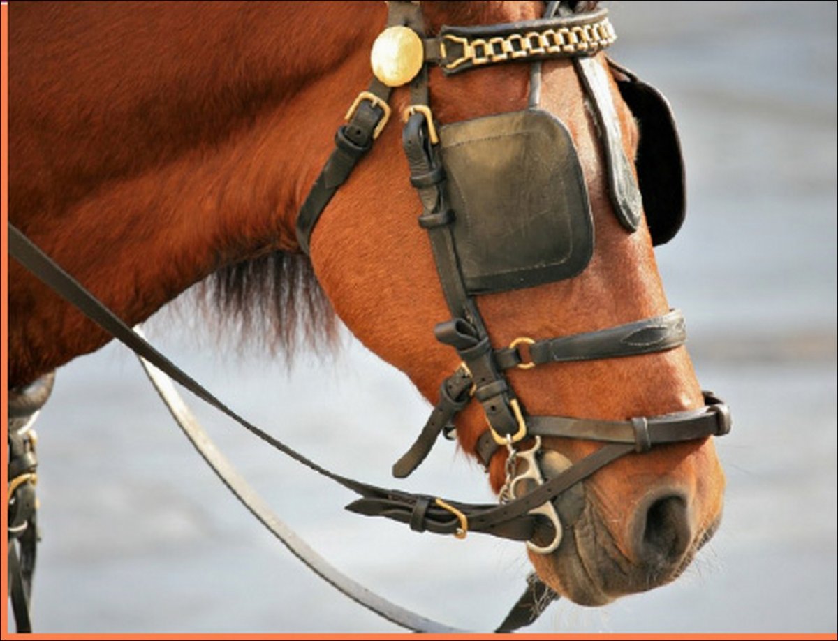 Арабская лошадь украшенная