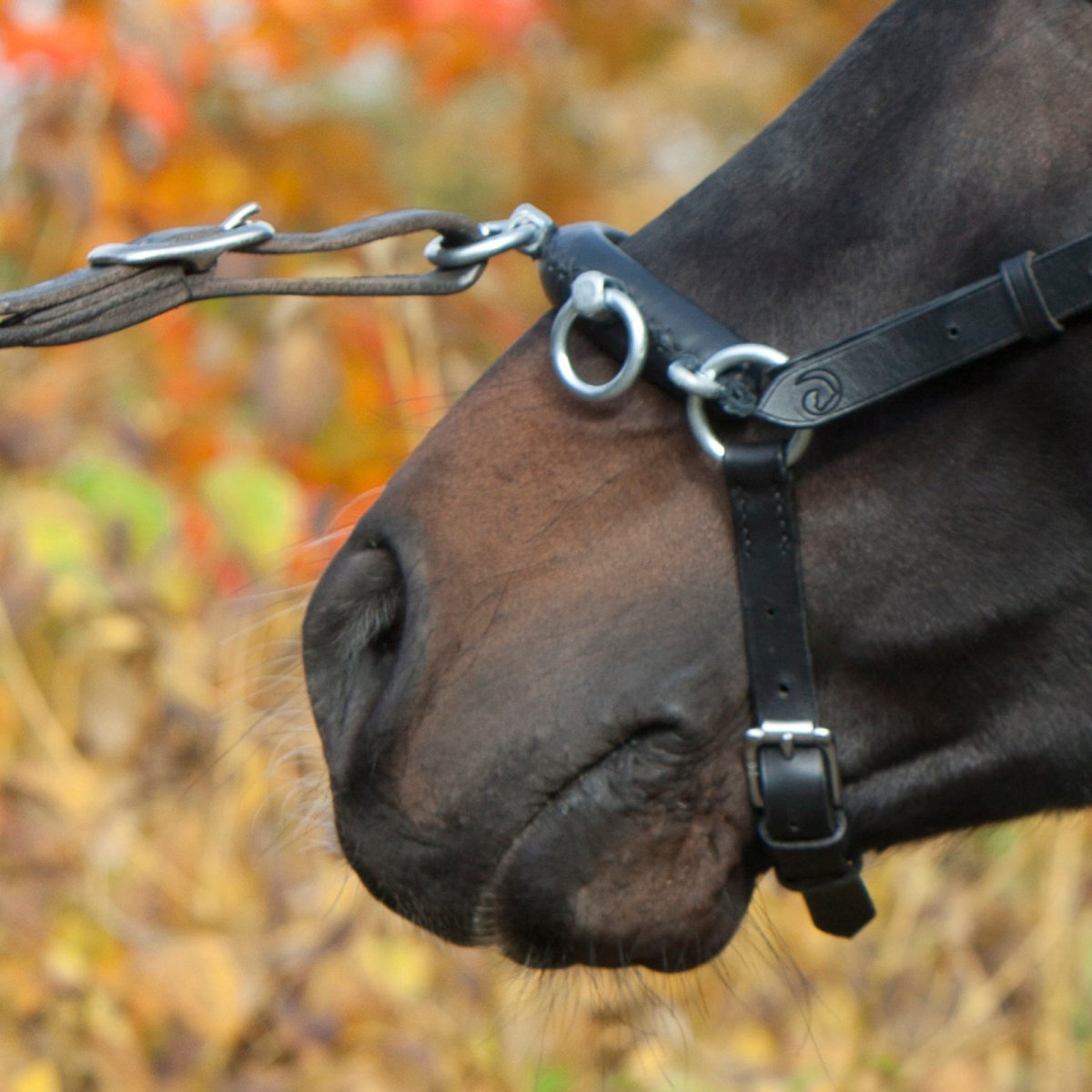 Конный недоуздок