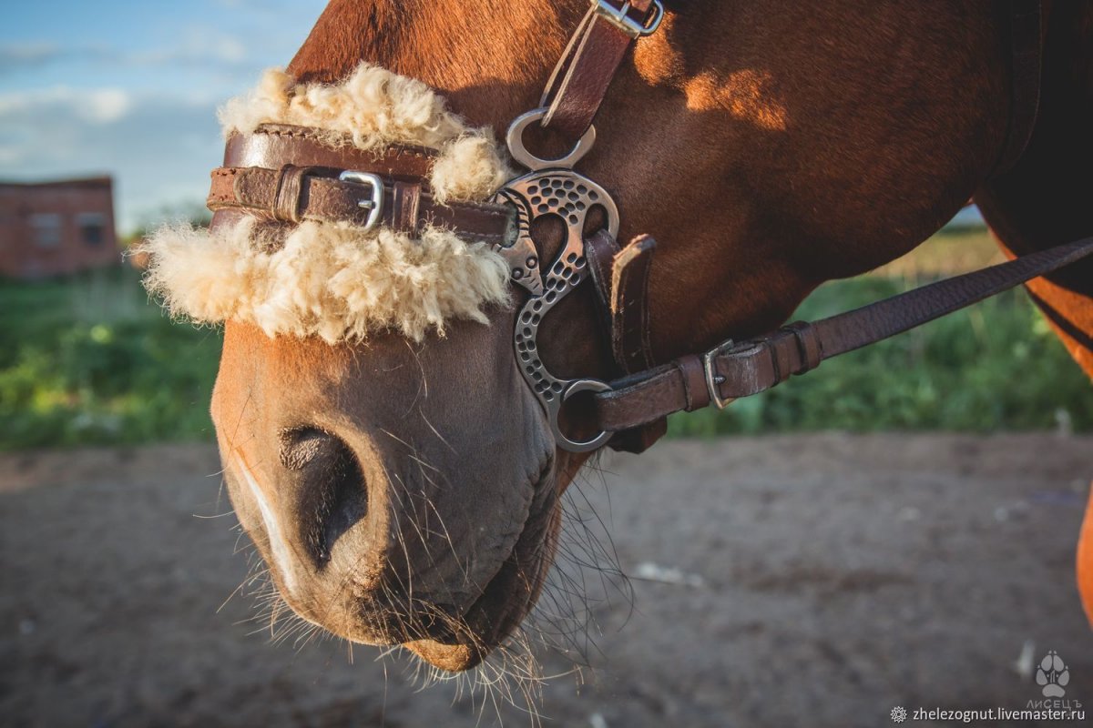 Хакамора с трензелем