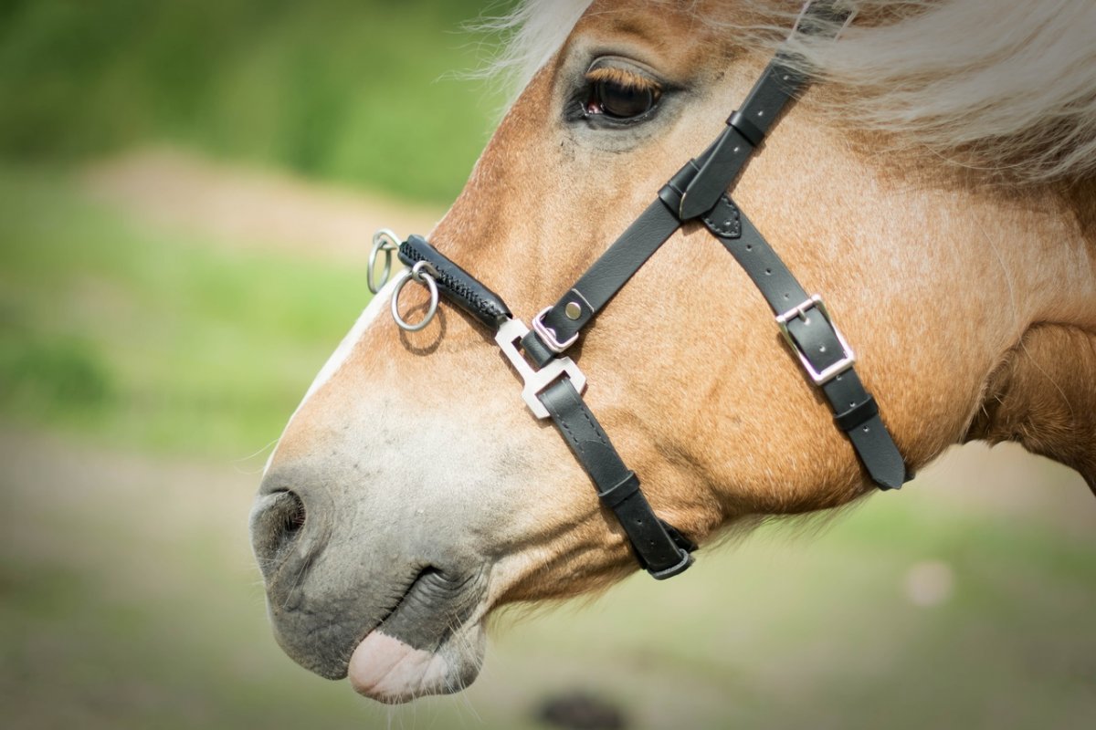 Оголовья Киффер