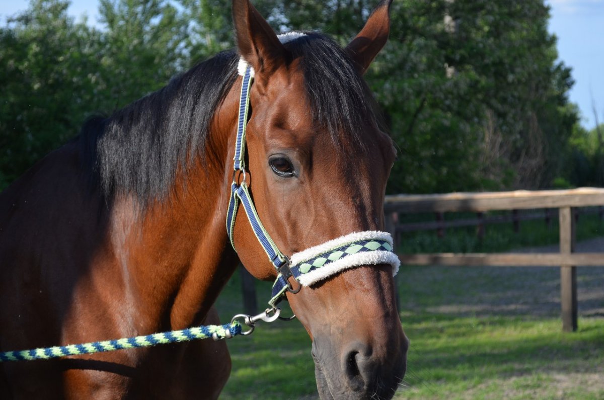 Лошадиная морда надлежащей