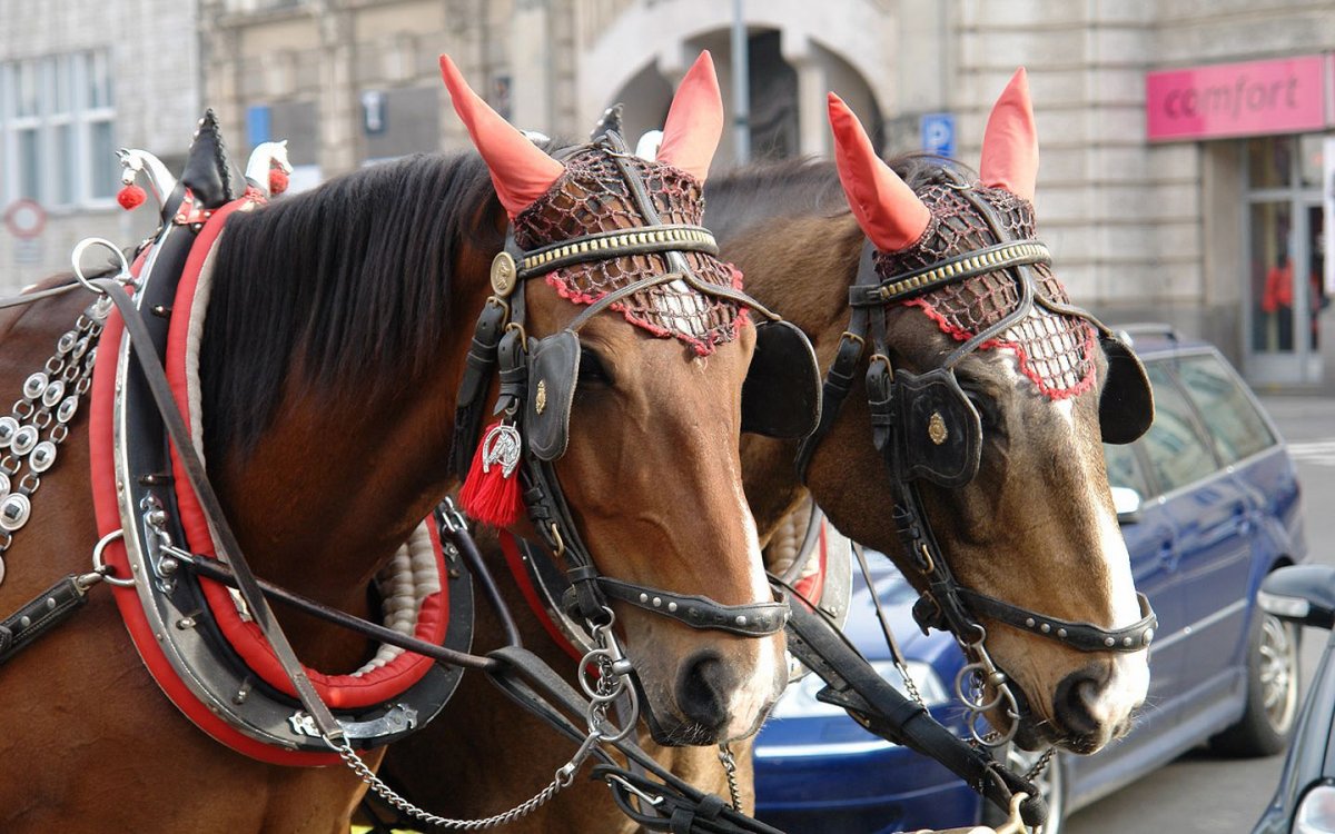 Мундштучная уздечка