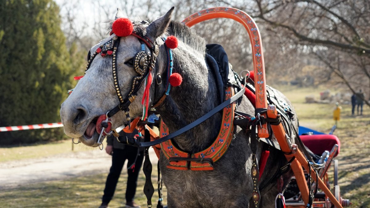 Конская упряжь хомут