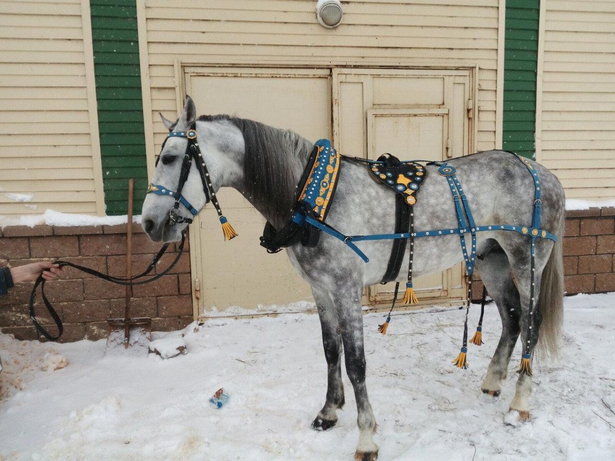 Выездная сбруя для лошадей