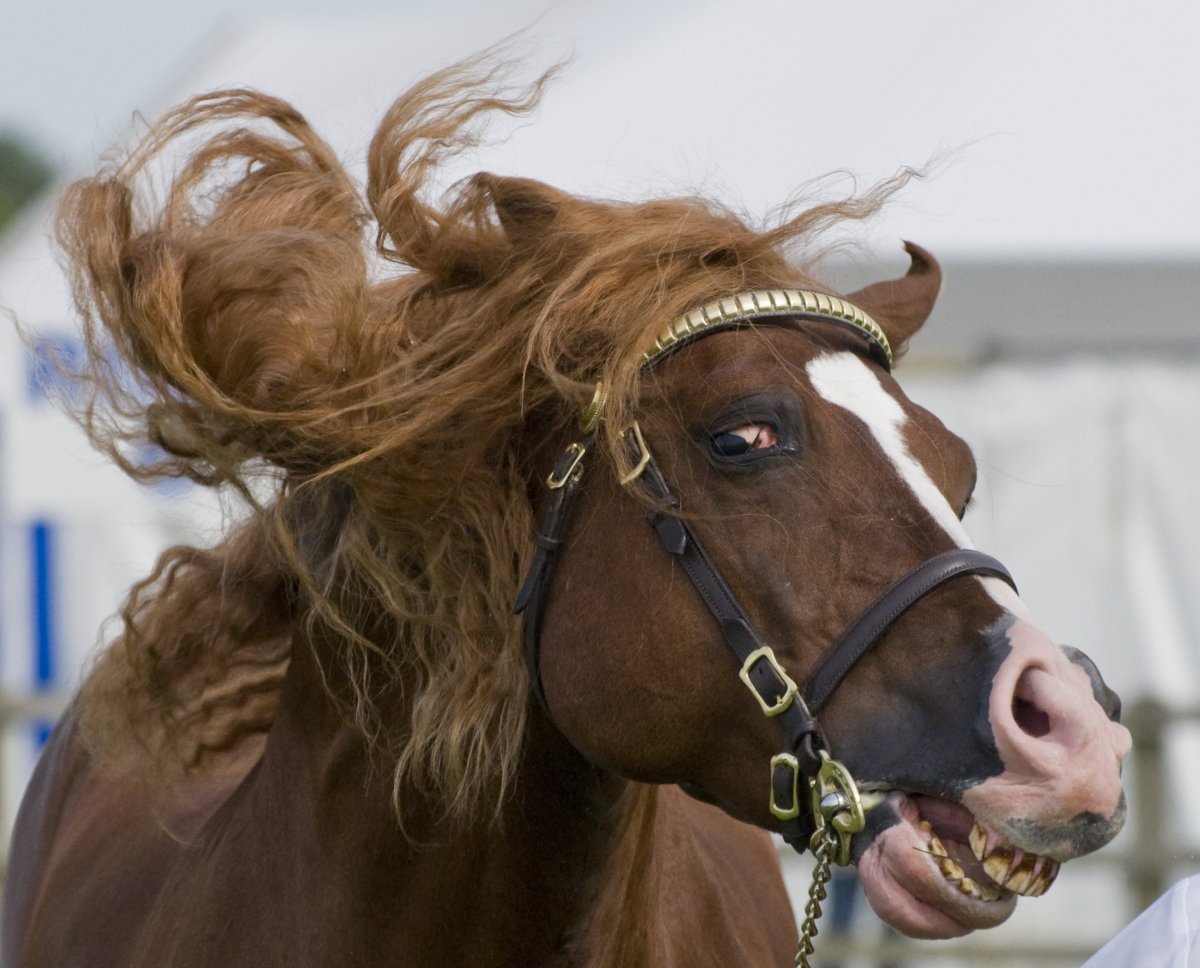 Хакамора Барокко