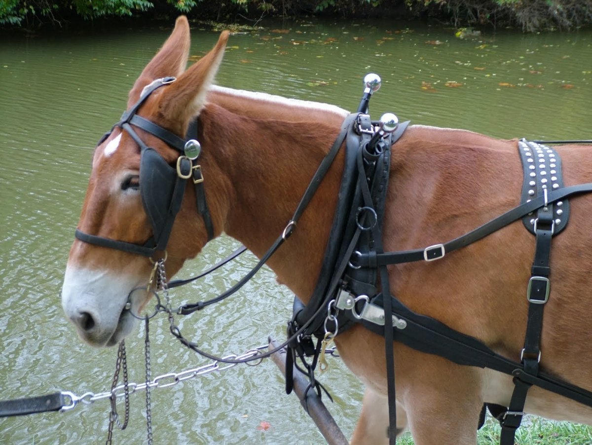 Вьючная лошадь