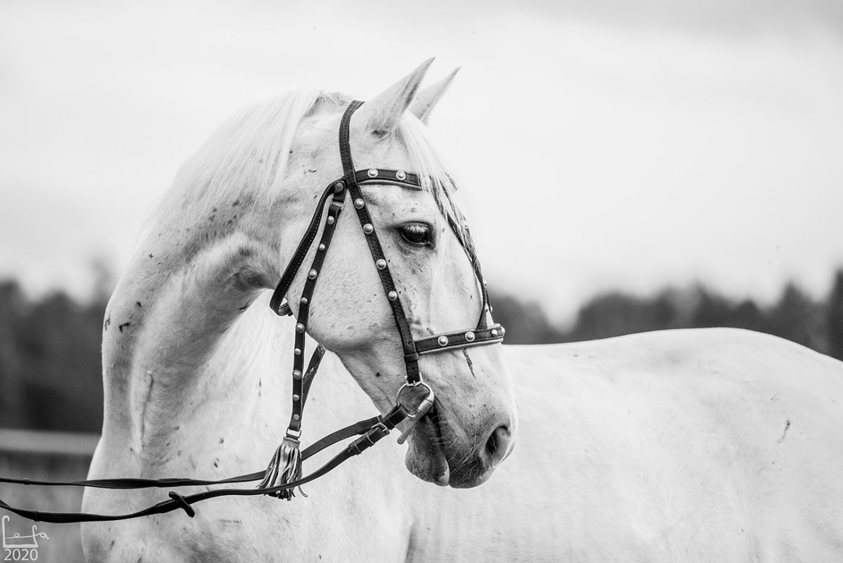 Недоуздок для лошади