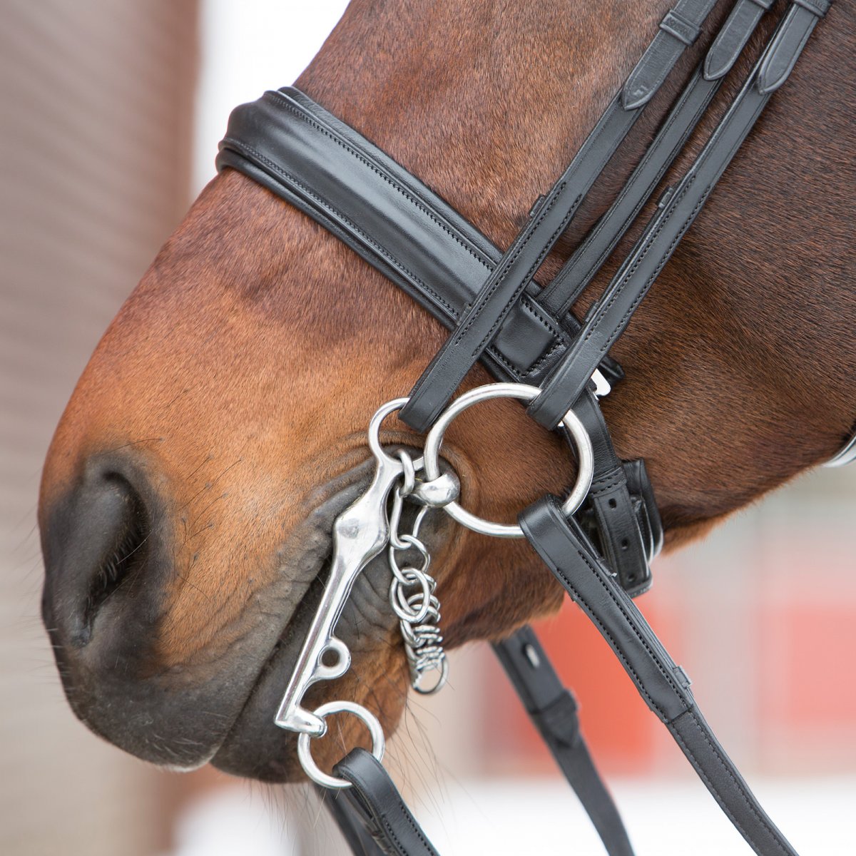 Английская уздечка